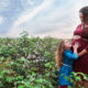 Georgia cotton field maternity mother daughter simply grace photography